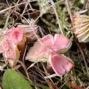 Hygrocybe sp. at Mongarlowe, NSW - 9 May 2023