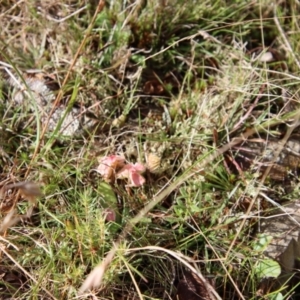 Hygrocybe sp. at Mongarlowe, NSW - 9 May 2023