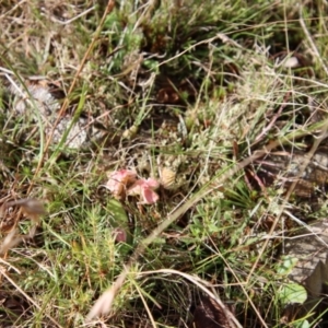 Hygrocybe sp. at suppressed - 9 May 2023
