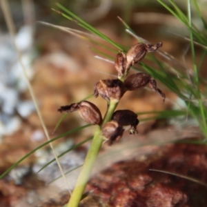 Corunastylis sp. at Mongarlowe, NSW - suppressed