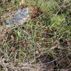 Corunastylis sp. at Mongarlowe, NSW - suppressed