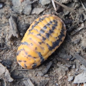 Monophlebulus sp. (genus) at Mongarlowe, NSW - suppressed