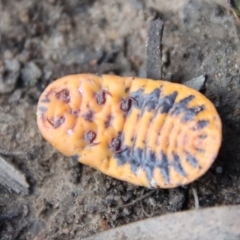 Monophlebulus sp. (genus) at Mongarlowe, NSW - suppressed