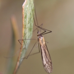 Limoniidae (family) (Unknown Limoniid Crane Fly) at Mongarlowe River - 9 May 2023 by LisaH
