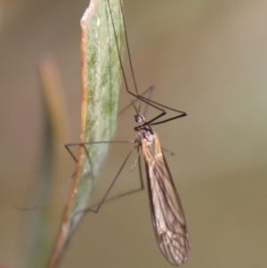 Limoniidae (family) at Mongarlowe, NSW - suppressed