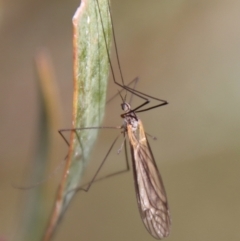 Limoniidae (family) (Unknown Limoniid Crane Fly) at QPRC LGA - 9 May 2023 by LisaH