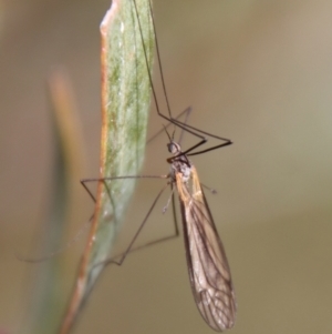 Limoniidae (family) at Mongarlowe, NSW - 9 May 2023