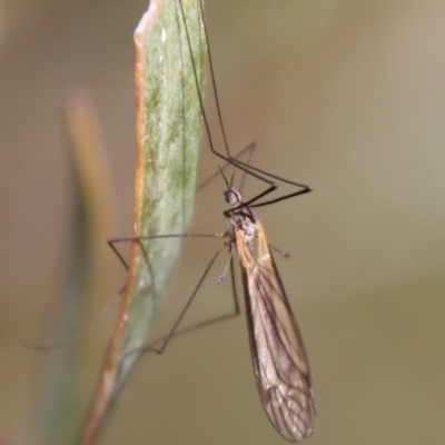 Limoniidae (family) (Unknown Limoniid Crane Fly) at QPRC LGA - 9 May 2023 by LisaH