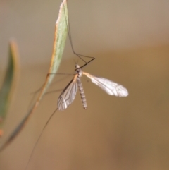 Limoniidae (family) at Mongarlowe, NSW - suppressed