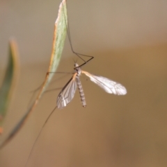 Limoniidae (family) at Mongarlowe, NSW - 9 May 2023