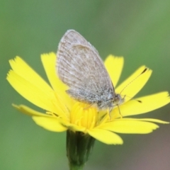 Zizina otis (Common Grass-Blue) at QPRC LGA - 9 May 2023 by LisaH