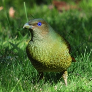 Ptilonorhynchus violaceus at Stirling, ACT - 6 May 2023