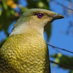 Ptilonorhynchus violaceus at Stirling, ACT - 6 May 2023