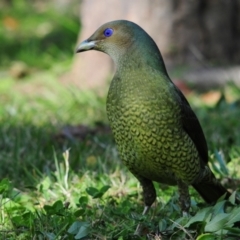 Ptilonorhynchus violaceus at Stirling, ACT - 6 May 2023