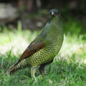 Ptilonorhynchus violaceus at Stirling, ACT - 6 May 2023