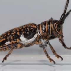 Unidentified Longhorn beetle (Cerambycidae) at Wellington Point, QLD - 7 May 2023 by TimL