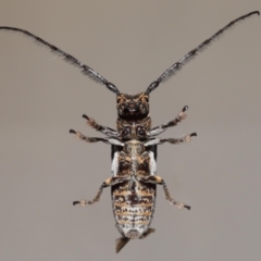 Rhytiphora collaris at Wellington Point, QLD - suppressed