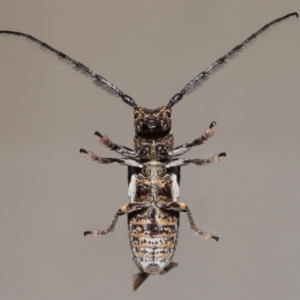 Rhytiphora collaris at Wellington Point, QLD - suppressed
