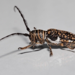 Rhytiphora collaris at Wellington Point, QLD - suppressed