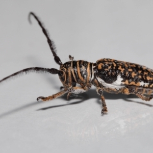 Rhytiphora collaris at Wellington Point, QLD - suppressed