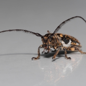 Rhytiphora collaris at Wellington Point, QLD - suppressed