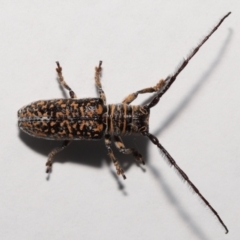 Rhytiphora collaris at Wellington Point, QLD - suppressed