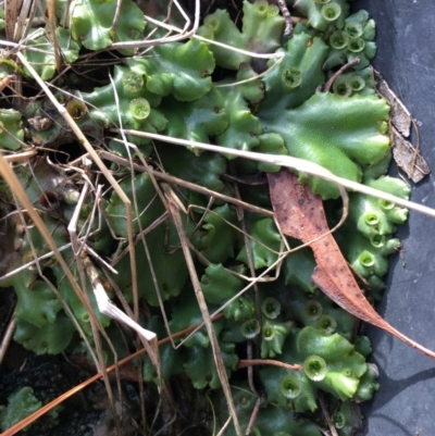 Marchantia sp. (genus) (A Liverwort) at Lower Boro, NSW - 6 May 2023 by mcleana