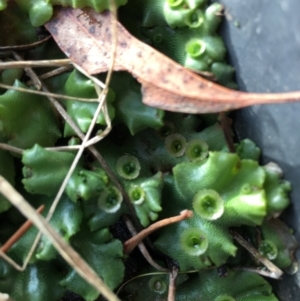 Marchantia sp. (genus) at Lower Boro, NSW - 6 May 2023