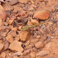 Diplacodes haematodes (Scarlet Percher) at Dryandra St Woodland - 5 Mar 2023 by ConBoekel