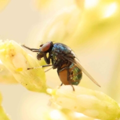 Melanina sp. (genus) (Lauxaniid fly) at O'Connor, ACT - 5 Mar 2023 by ConBoekel