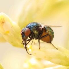 Melanina sp. (genus) at O'Connor, ACT - 5 Mar 2023