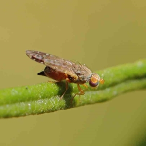 Tephritidae sp. (family) at O'Connor, ACT - 5 Mar 2023