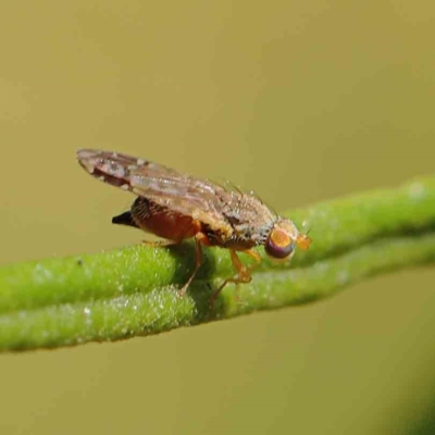 Tephritidae sp. (family) (Unidentified Fruit or Seed fly) at Dryandra St Woodland - 5 Mar 2023 by ConBoekel