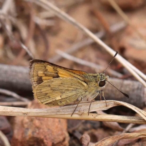 Ocybadistes walkeri at O'Connor, ACT - 5 Mar 2023 11:16 AM