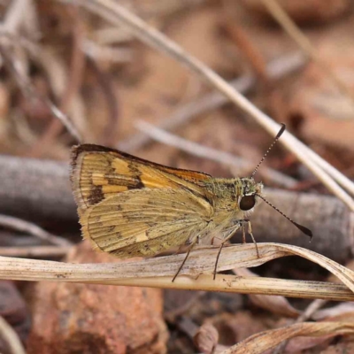 Ocybadistes walkeri (Green Grass-dart) at Dryandra St Woodland - 5 Mar 2023 by ConBoekel