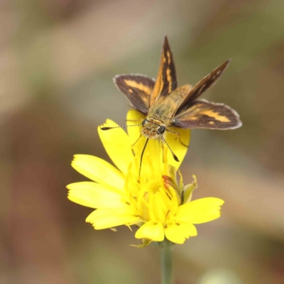 Taractrocera papyria (White-banded Grass-dart) at Dryandra St Woodland - 5 Mar 2023 by ConBoekel