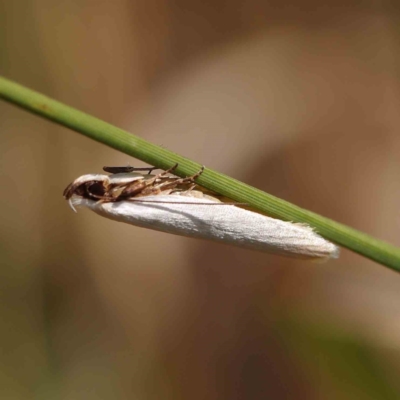 Scieropepla polyxesta (A Gelechioid moth (Xyloryctidae)) at Dryandra St Woodland - 5 Mar 2023 by ConBoekel