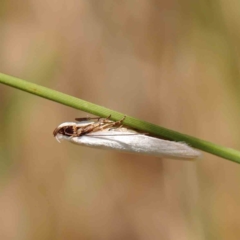 Scieropepla polyxesta at O'Connor, ACT - 5 Mar 2023 11:58 AM