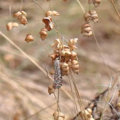 Utetheisa (genus) (A tiger moth) at O'Connor, ACT - 5 Mar 2023 by ConBoekel