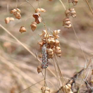 Utetheisa (genus) at O'Connor, ACT - 5 Mar 2023