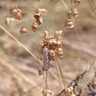 Utetheisa (genus) (A tiger moth) at Dryandra St Woodland - 5 Mar 2023 by ConBoekel