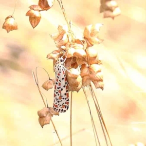 Utetheisa (genus) at O'Connor, ACT - 5 Mar 2023