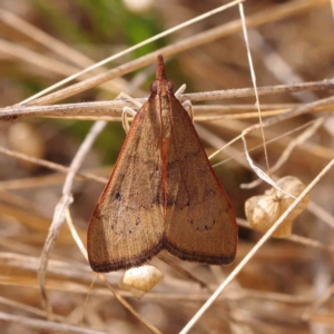 Uresiphita ornithopteralis at O'Connor, ACT - 5 Mar 2023