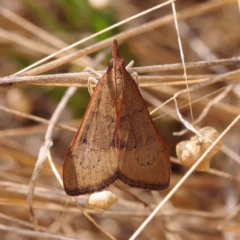 Uresiphita ornithopteralis (Tree Lucerne Moth) at O'Connor, ACT - 5 Mar 2023 by ConBoekel