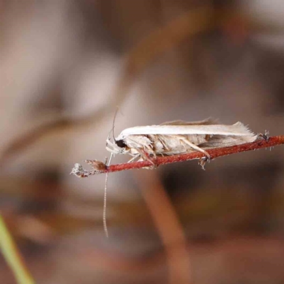 Unidentified Pyralid or Snout Moth (Pyralidae & Crambidae) at Dryandra St Woodland - 5 Mar 2023 by ConBoekel