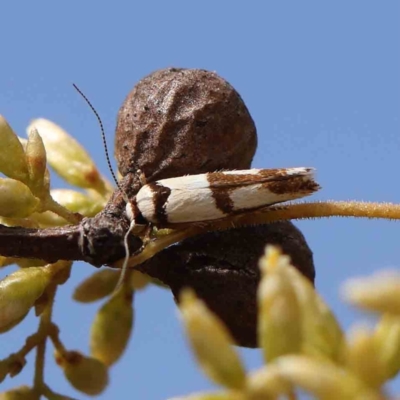Macrobathra (genus) (A cosmet moth) at O'Connor, ACT - 5 Mar 2023 by ConBoekel