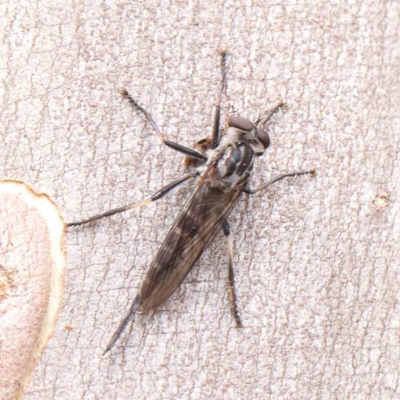 Cerdistus sp. (genus) (Yellow Slender Robber Fly) at Dryandra St Woodland - 5 Mar 2023 by ConBoekel