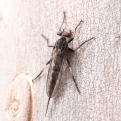 Cerdistus sp. (genus) at O'Connor, ACT - 5 Mar 2023 11:47 AM