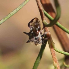 Acanthuchus trispinifer (Three-horned treehopper) at Dryandra St Woodland - 4 Mar 2023 by ConBoekel