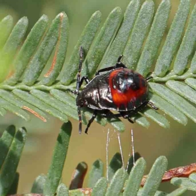 Oechalia schellenbergii (Spined Predatory Shield Bug) at Dryandra St Woodland - 4 Mar 2023 by ConBoekel